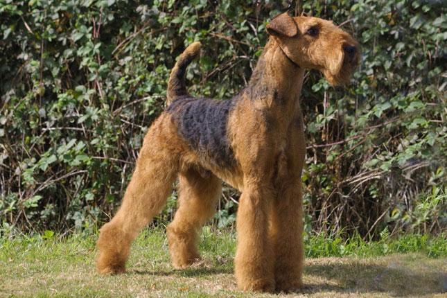 Airedale Terrier