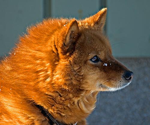 Finnish Spitz