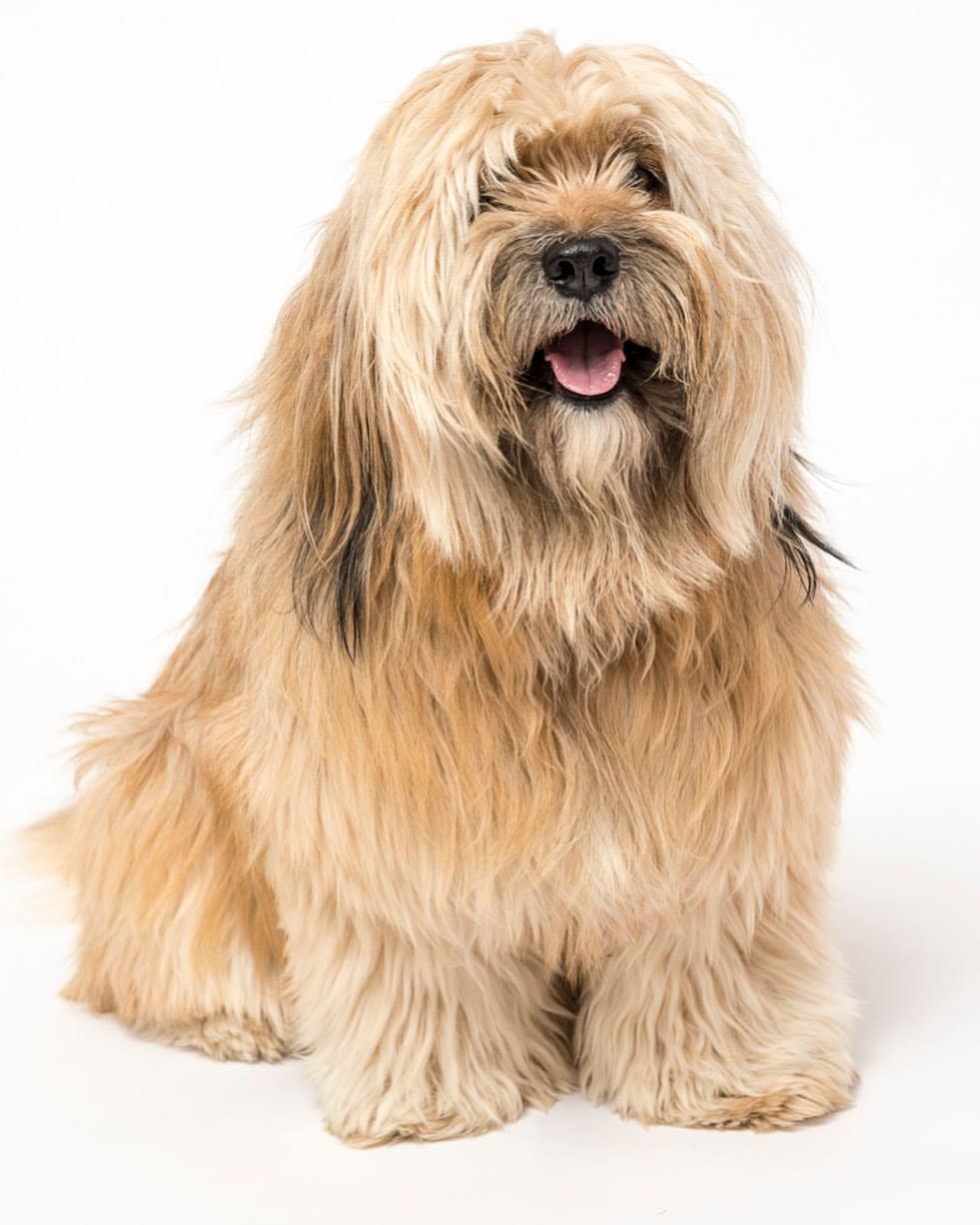 Tibetan Terrier