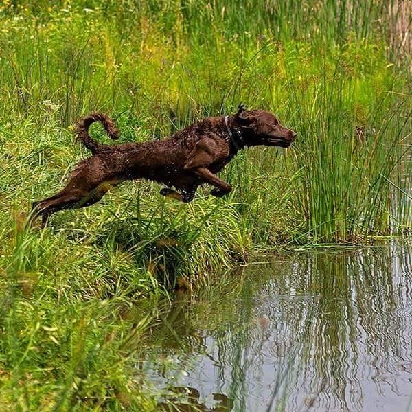 Chesapeake Bay Retriever