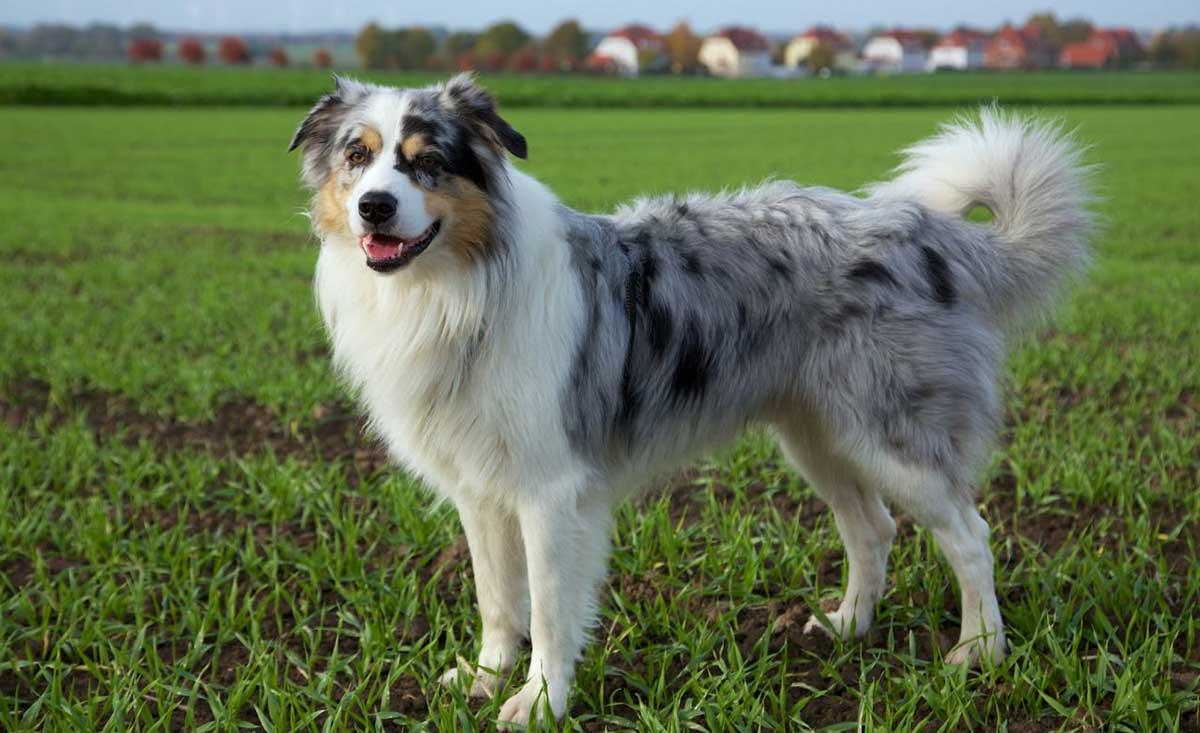 Australian Shepherd