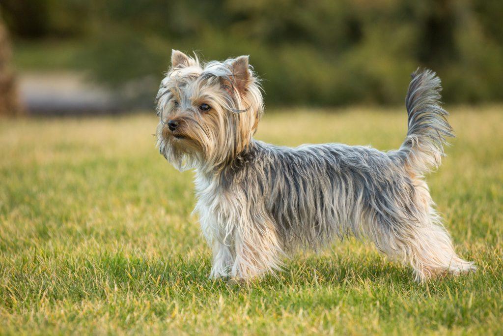 Yorkshire Terrier