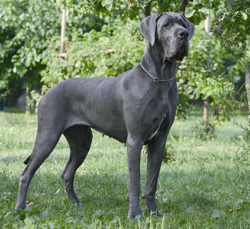 Great Dane