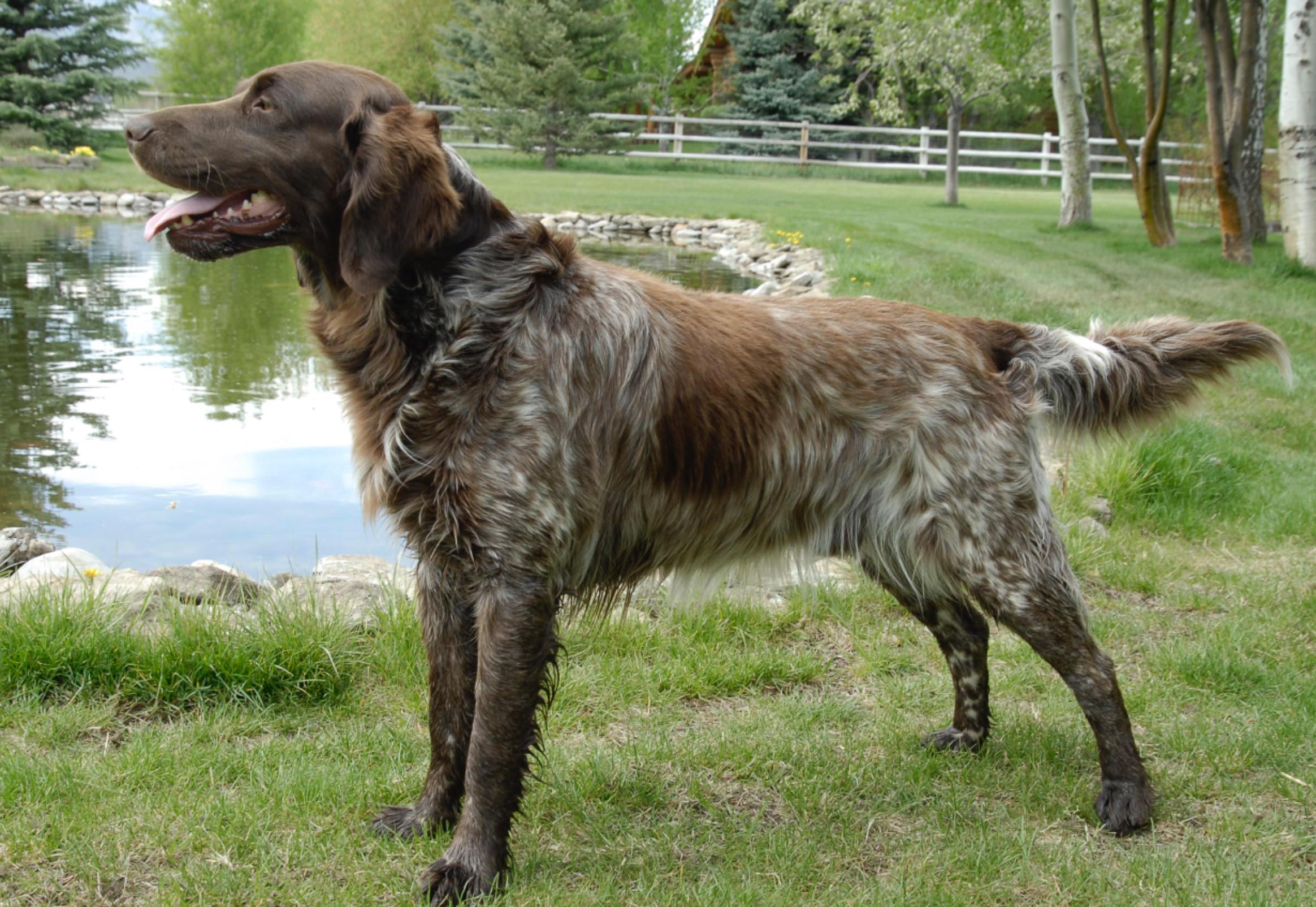 Wirehaired Pointing Griffon