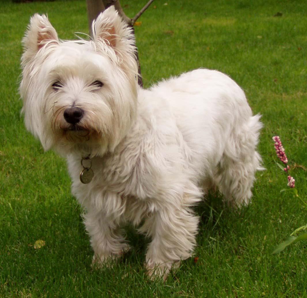 West Highland White Terrier