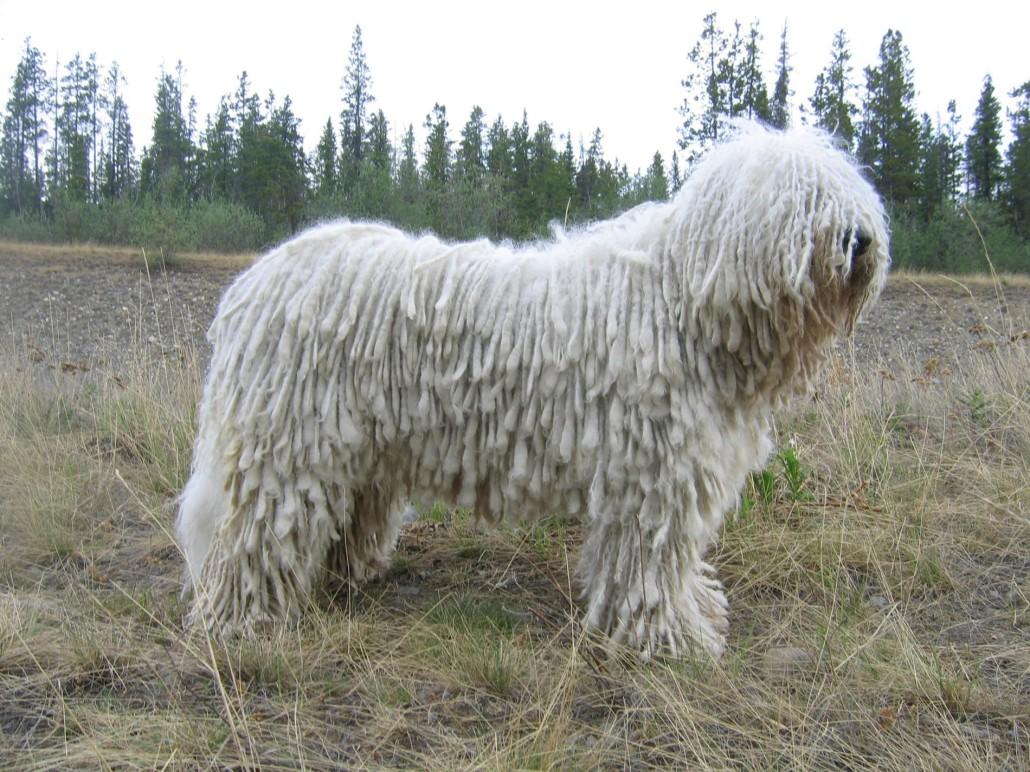 Komondor