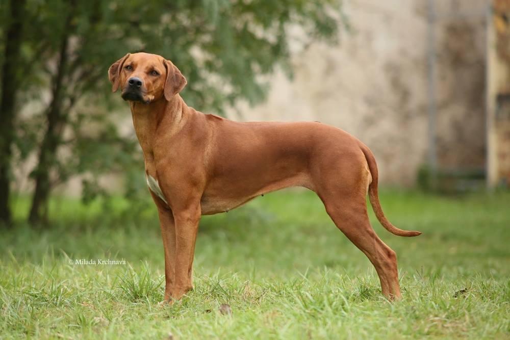 Rhodesian Ridgeback