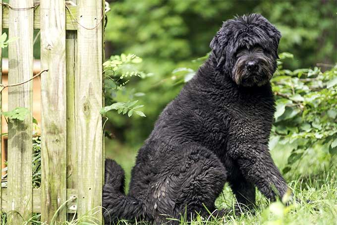 Bouvier des Flandres