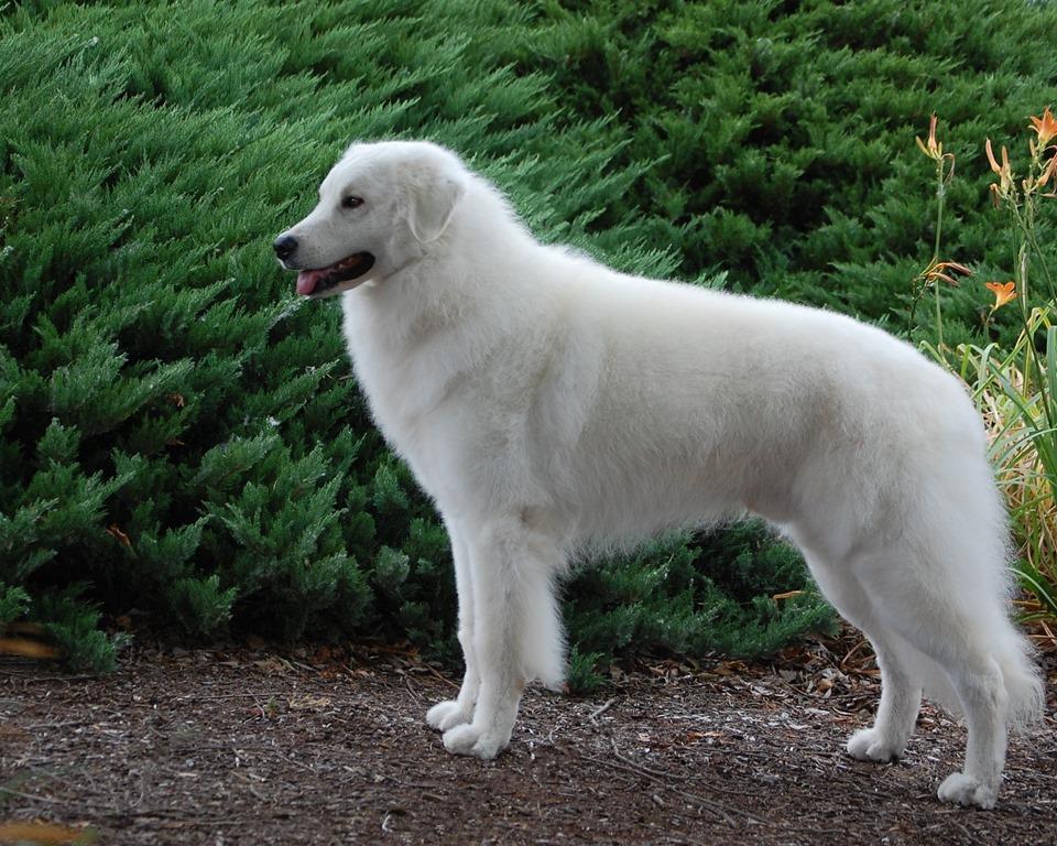 Kuvasz