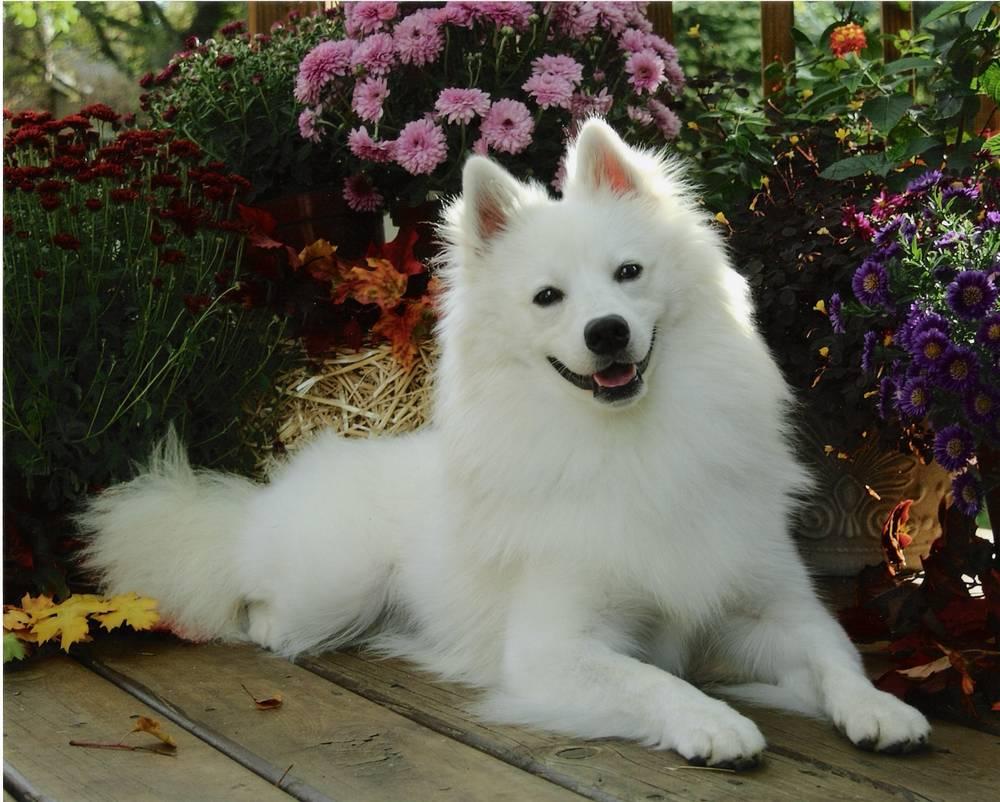 American Eskimo Dog