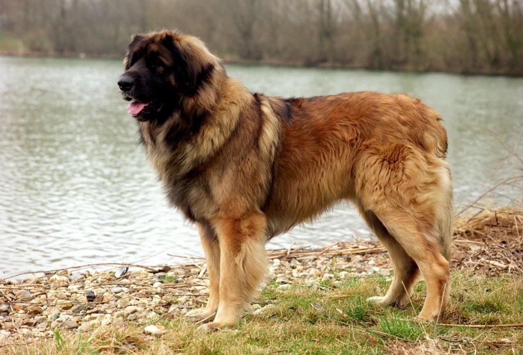 Leonberger