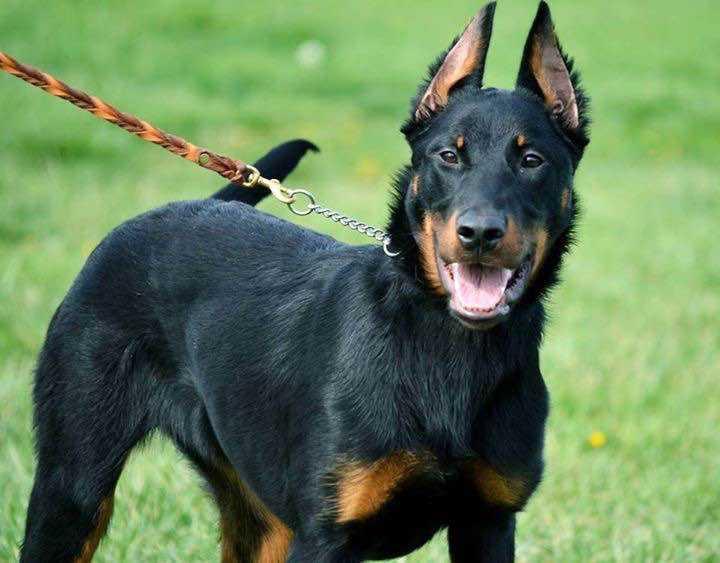 Beauceron