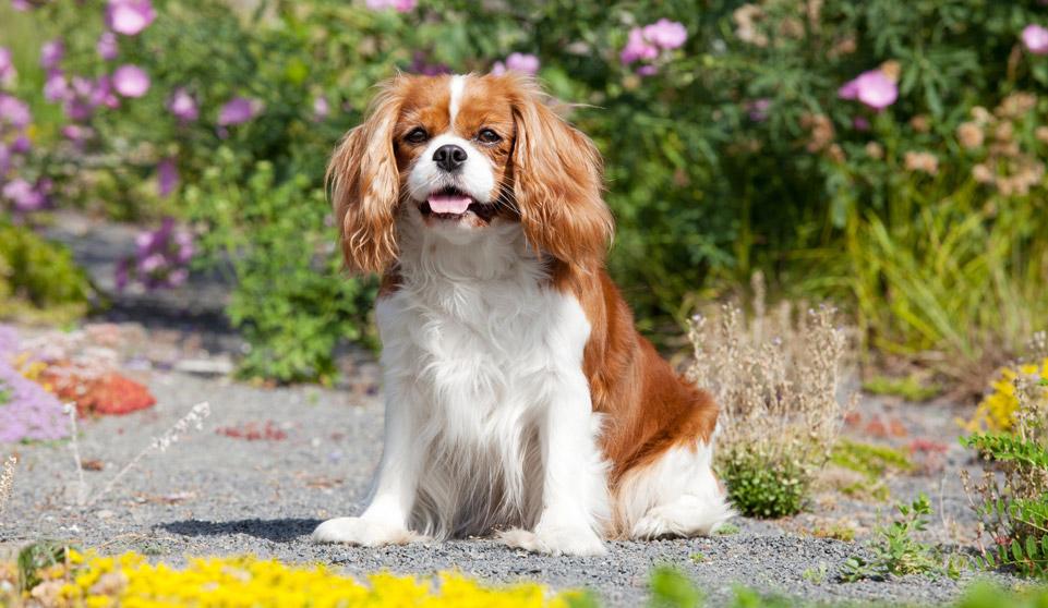 Cavalier King Charles Spaniel