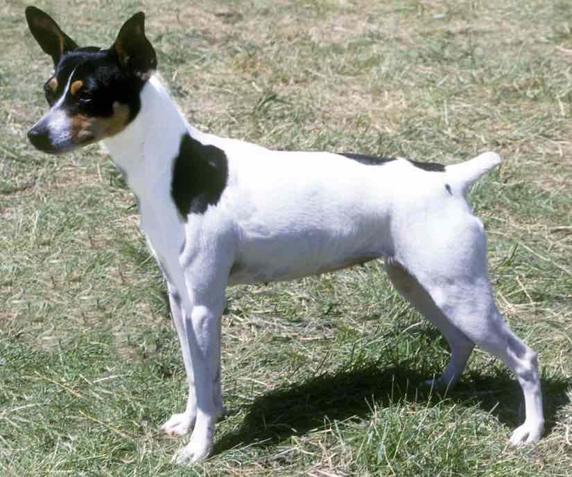 Rat Terrier