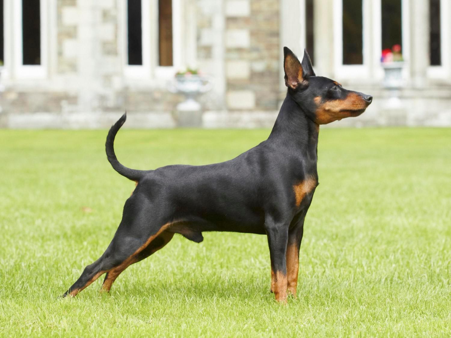 Miniature Pinscher