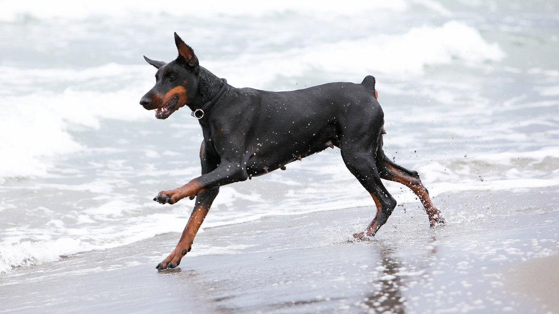 Doberman Pinscher