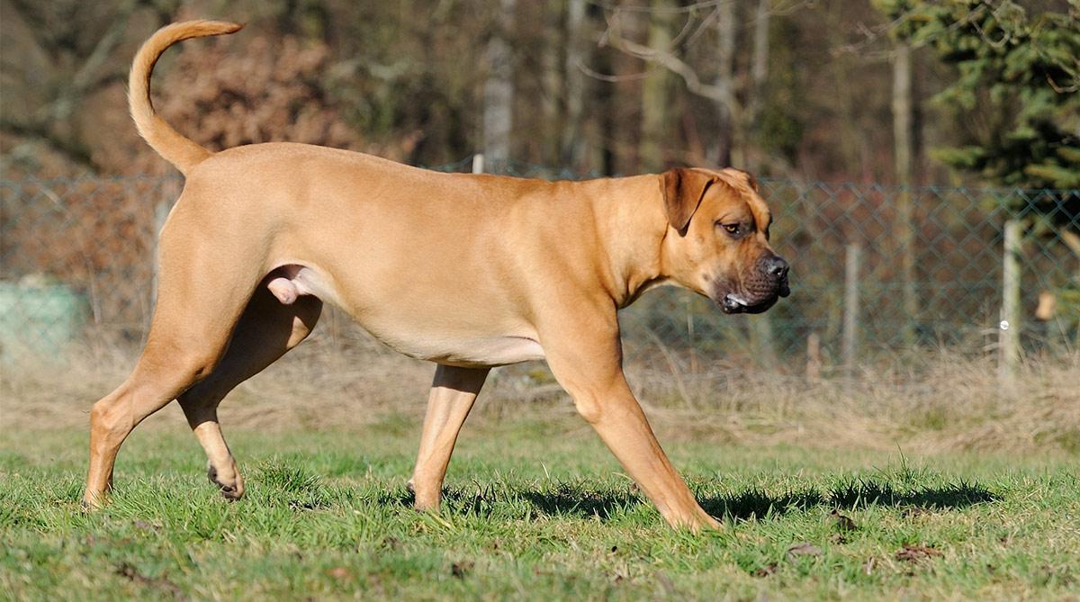 Boerboel