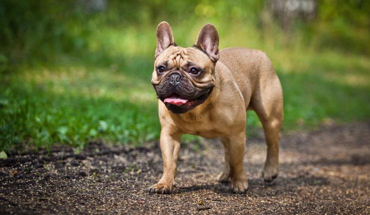 French Bulldog