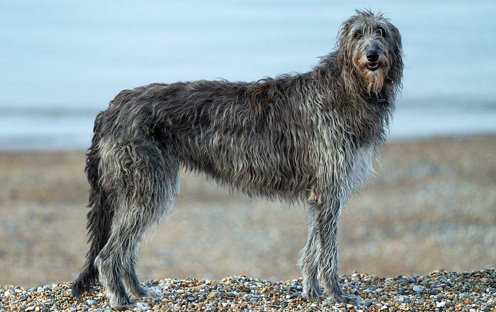 Irish Wolfhound