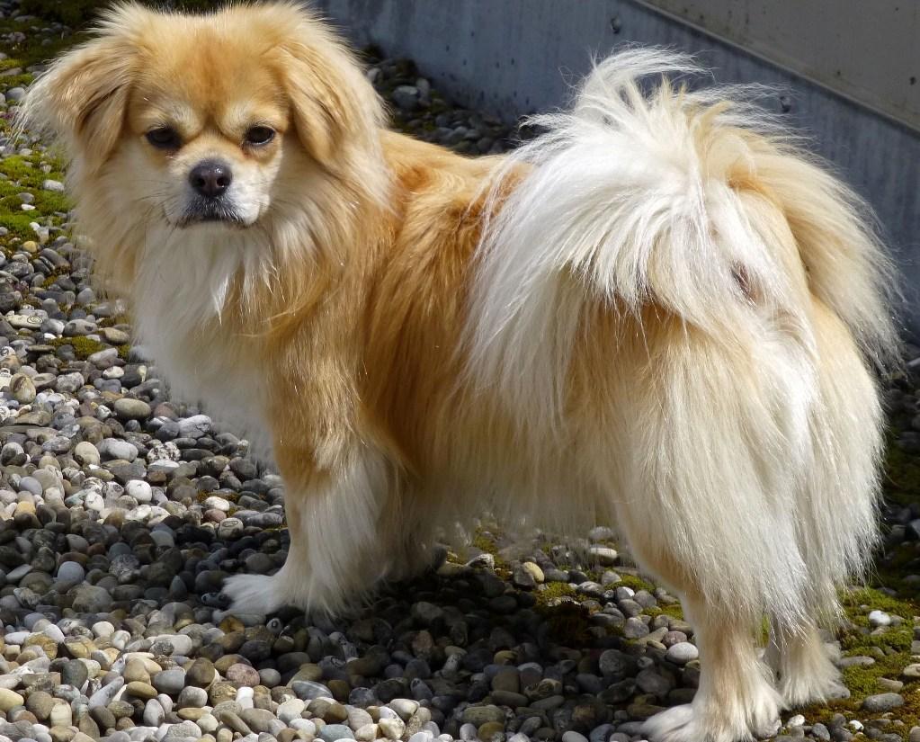 Tibetan Spaniel