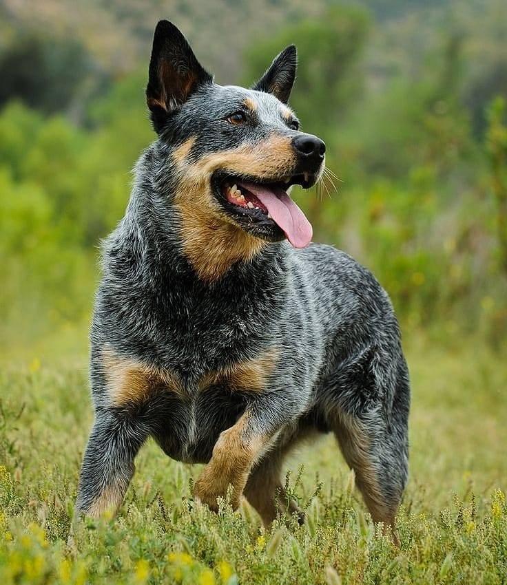 Australian Cattle Dog