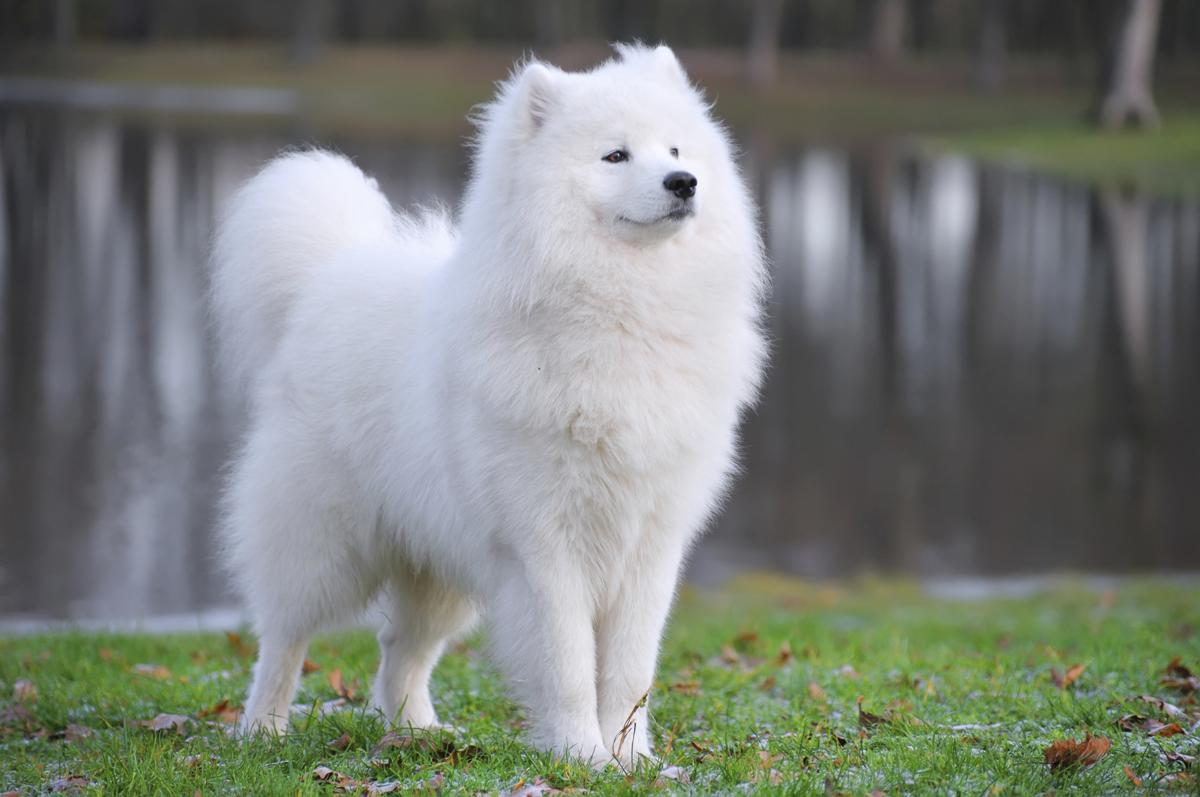 Samoyed