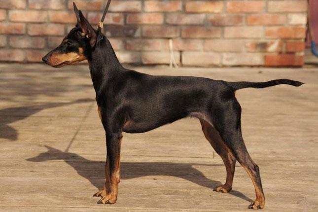 English Toy Terrier