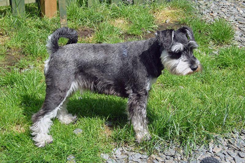 Miniature Schnauzer