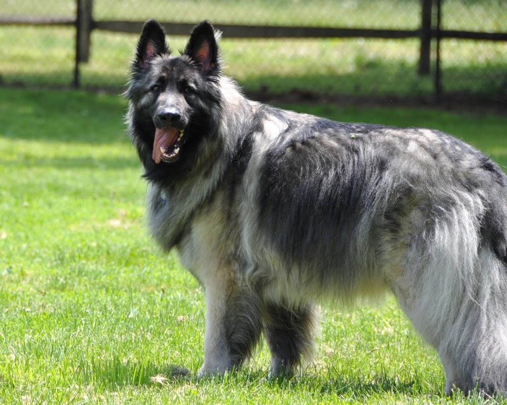 Shiloh Shepherd