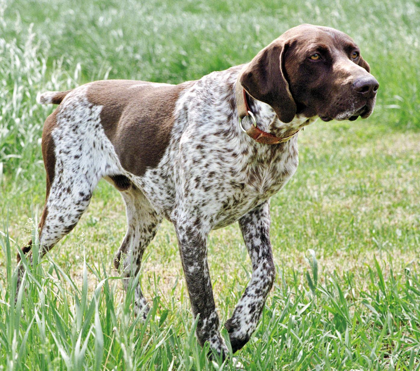 German Shorthaired Pointer