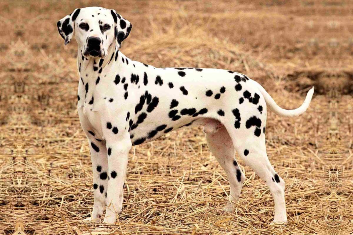 Dalmatian