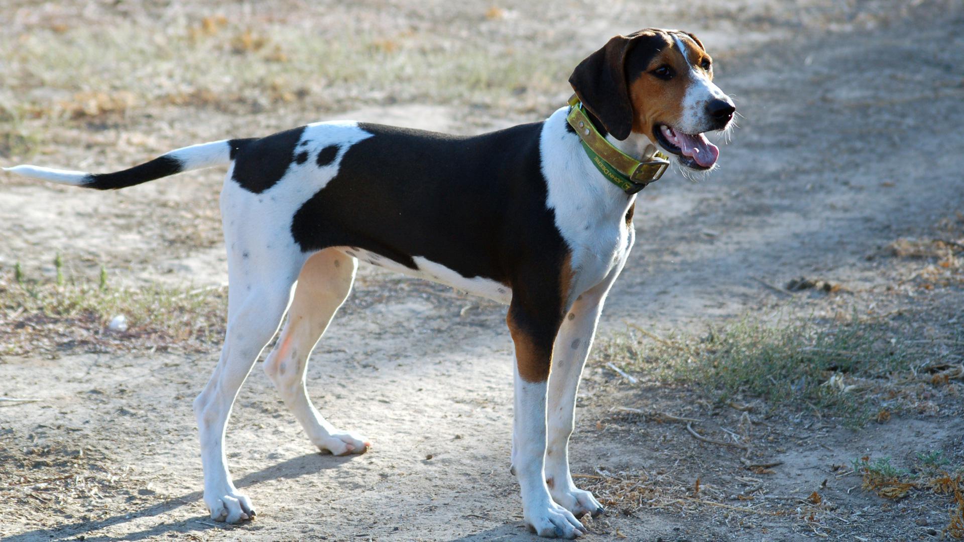 Treeing Walker Coonhound