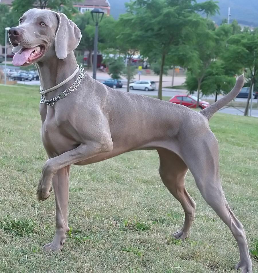 Weimaraner