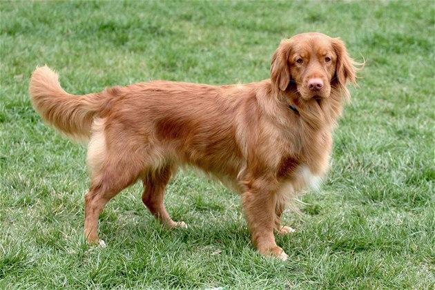 Nova Scotia Duck Tolling Retriever