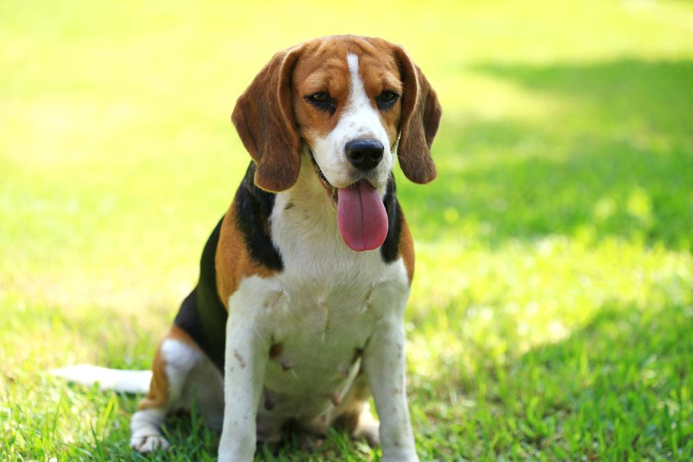 Beagle