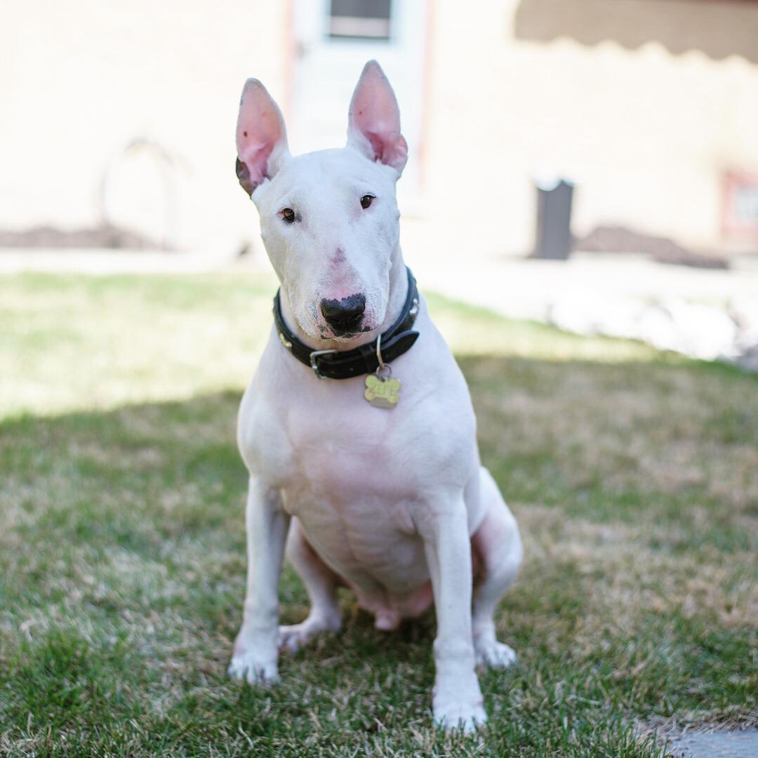 Bull Terrier