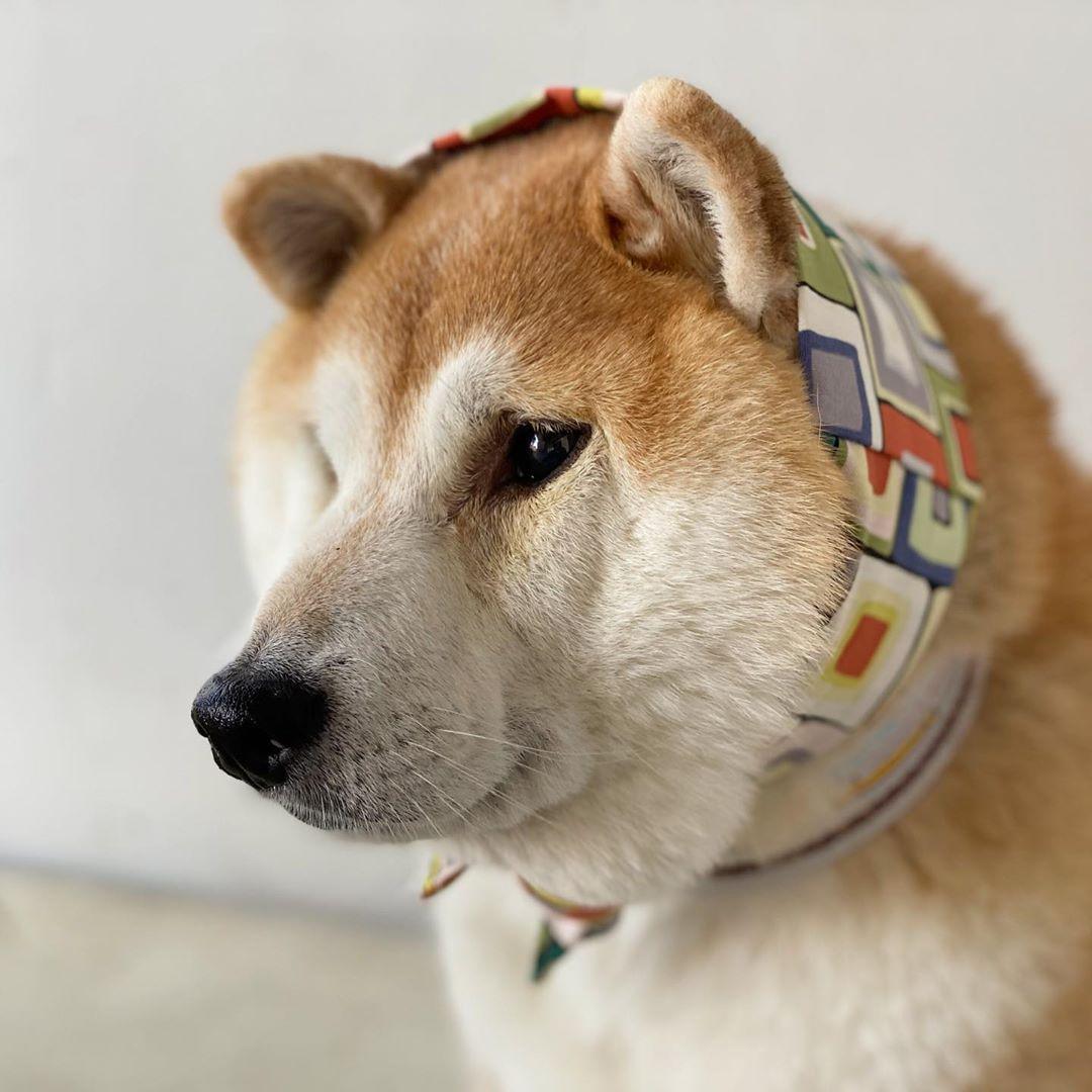 Shiba Inu