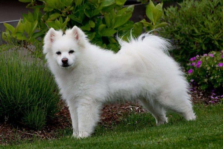 American Eskimo Dog (Miniature)