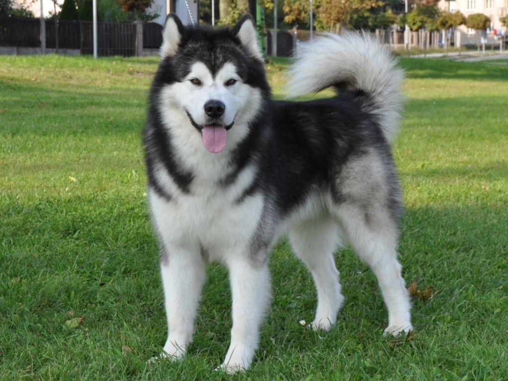 Alaskan Malamute