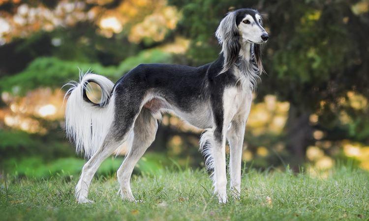 Saluki