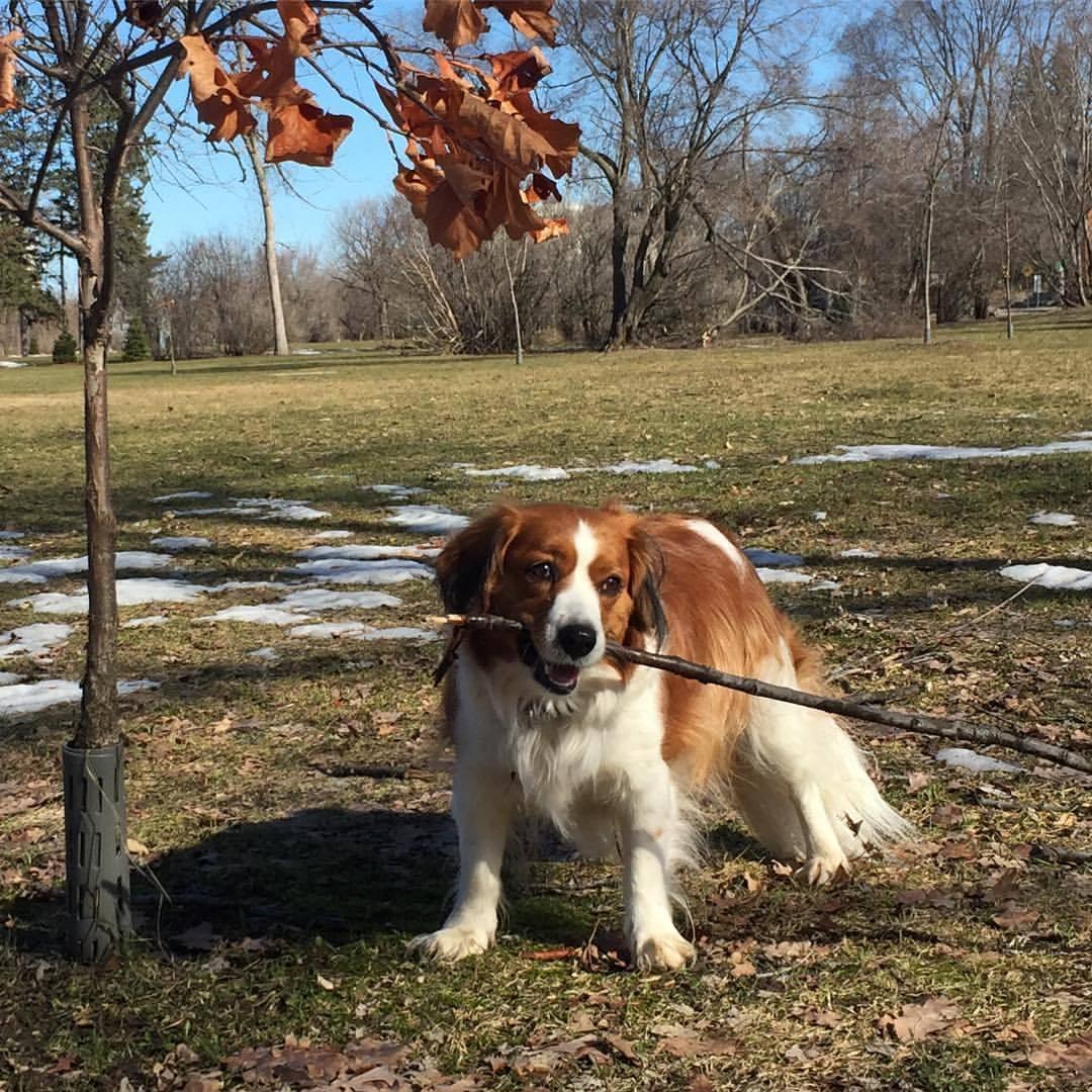 Kooikerhondje