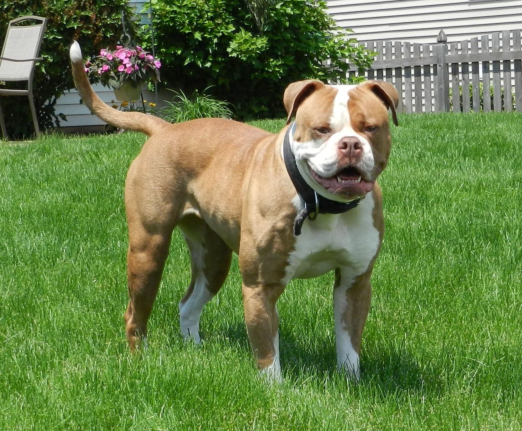 American Bulldog