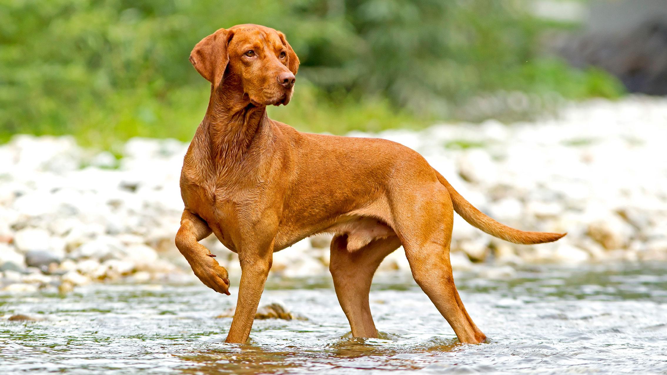 Vizsla