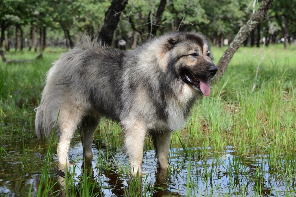 Caucasian Shepherd (Ovcharka)