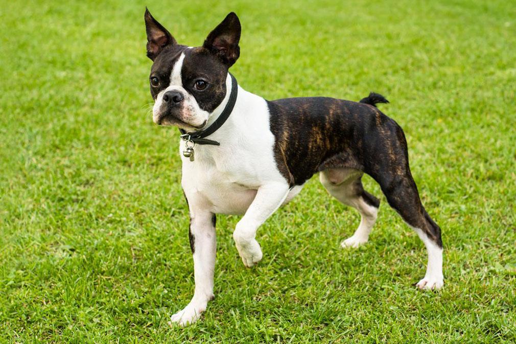 Boston Terrier