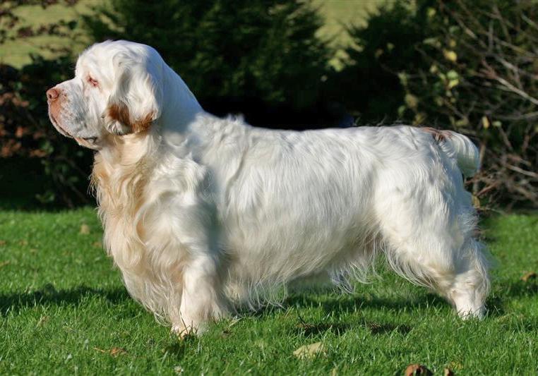 Clumber Spaniel