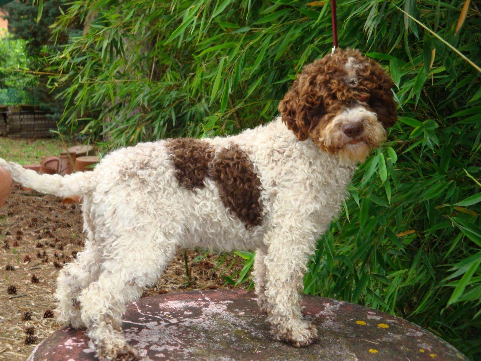 Lagotto Romagnolo