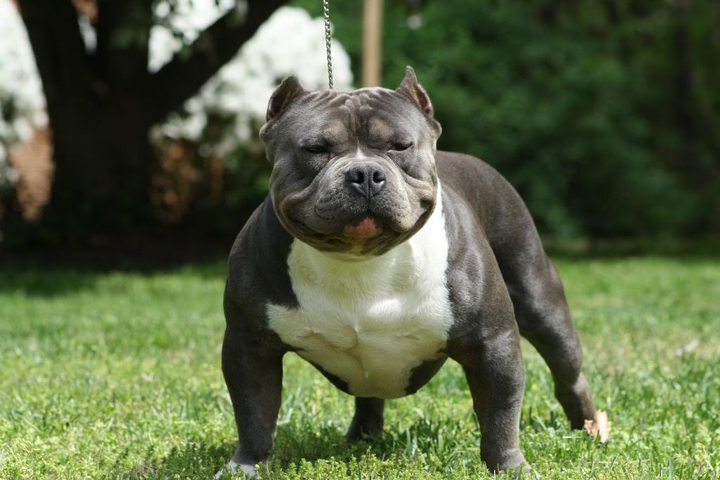 American Bully