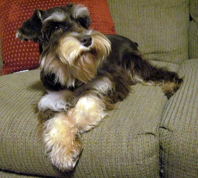 Standard Schnauzer