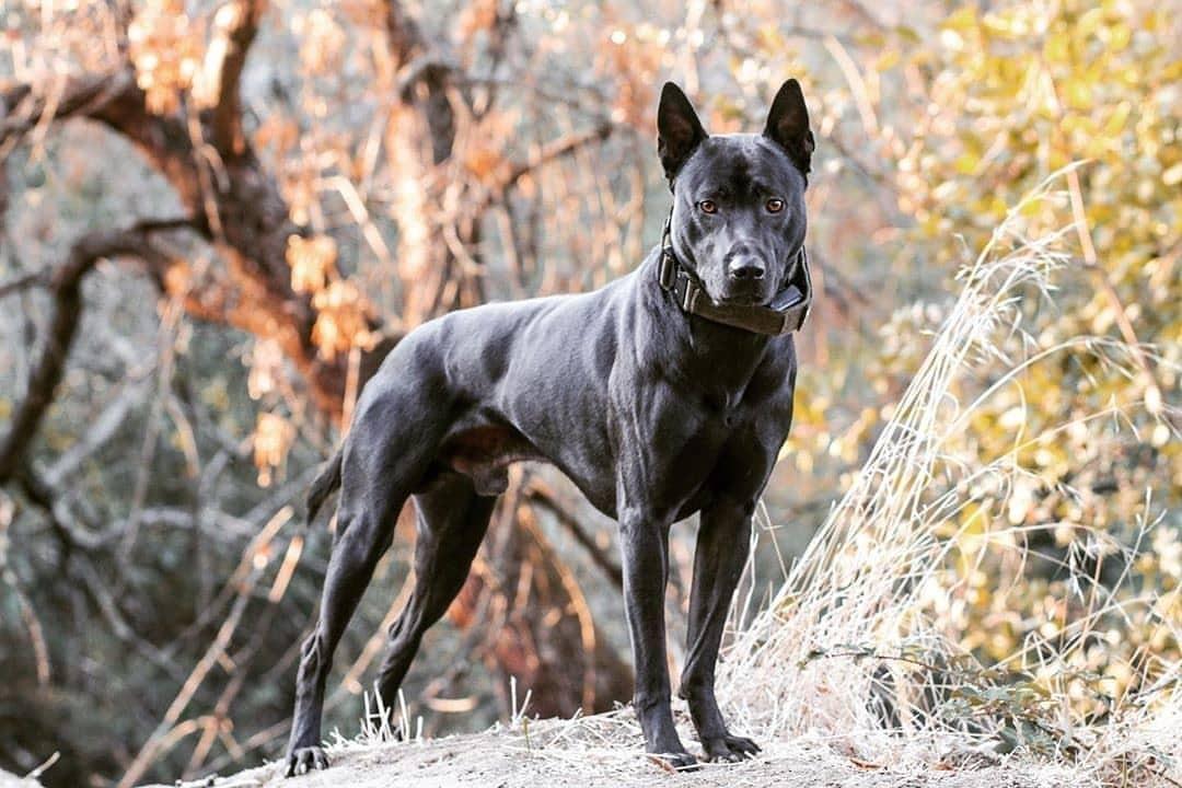 Thai Ridgeback